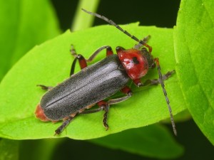 Красноногая мягкотелка (Жук-пожарник) (Cantharis rustica)