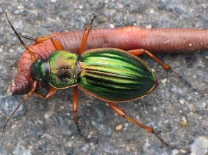 Жужелица (Carabidae)