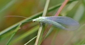 Зелёная, или коричневая златоглазка (Chrysopidae)