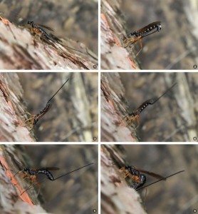 Dolichomitus imperator