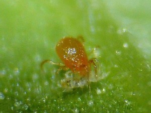 Фитосейулюс (Phytoseiulus)