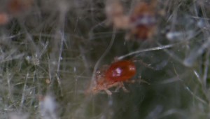 Фитосейулюс (Phytoseiulus)