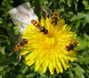Журчалки (Syrphidae)