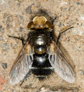 Тахины, ежемухи (Tachinidae)
