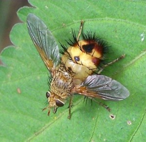 Тахины, ежемухи (Tachinidae)