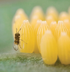 Трихограмма (яйцеед) (Trichogramma evanescens)