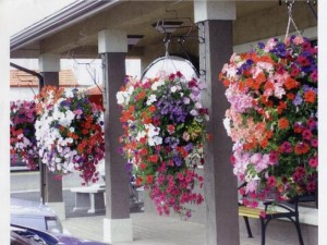 Ампельные растения для вертикального озеленения
