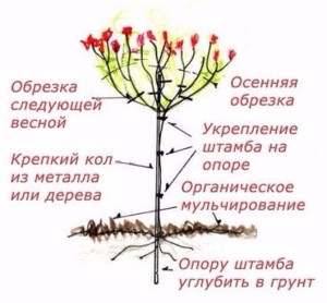Создаем штамбовое дерево из Гортензии