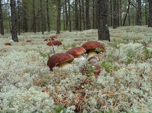 Как вырастить грибы на участке