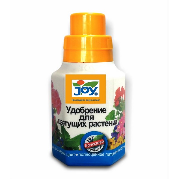 Домашние розы