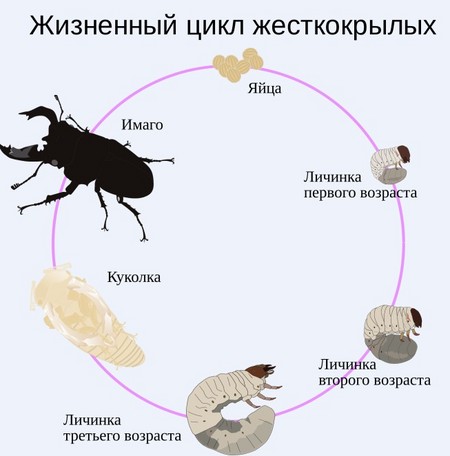 Жизненные циклы насекомого Жизненные циклы насекомого