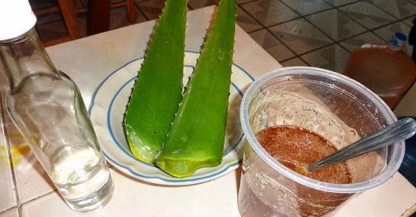 Приготовление настойки алоэ с водкой