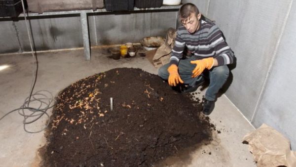 Разведение калифорнийских червей в червятнике