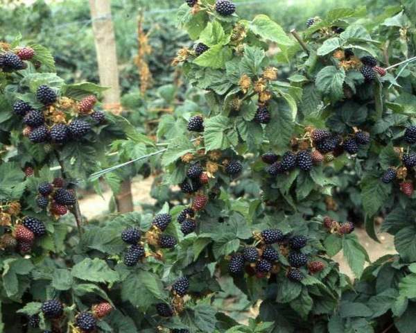Выращивание ежевики в домашних условиях
