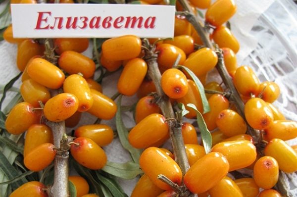 Зимостойкий сорт облепихи Елизавета