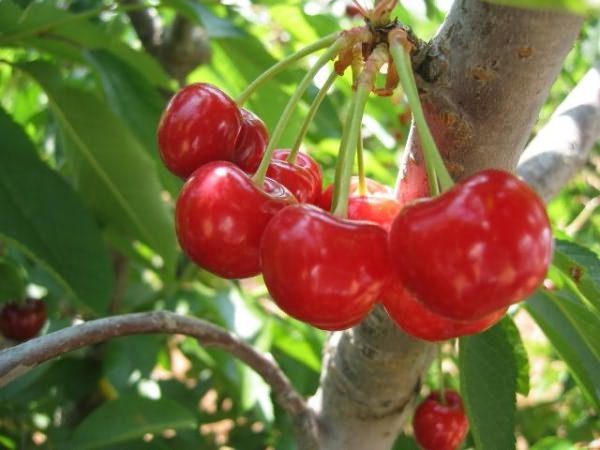 Черешня Брянская розовая