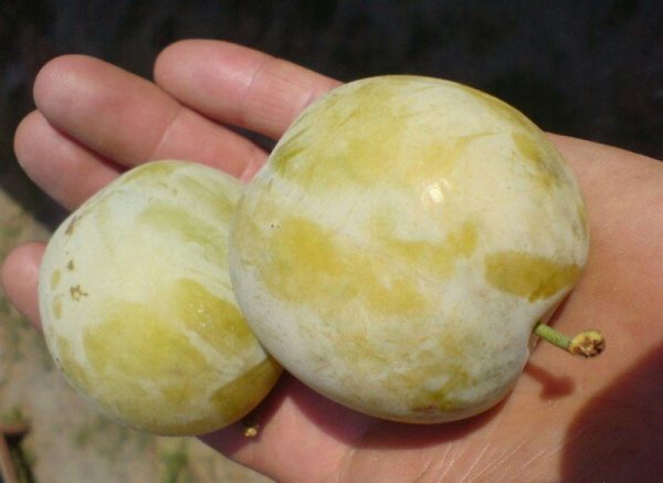 Слива Ренклод сорт Ранний