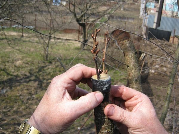 Веточка сразу после привоя