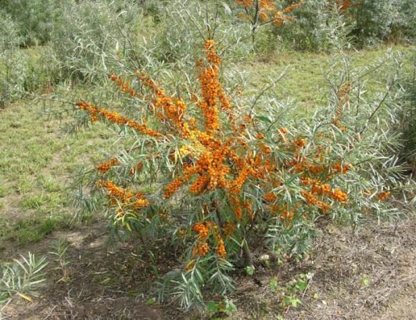 Куст облепихи сорт Солнечная