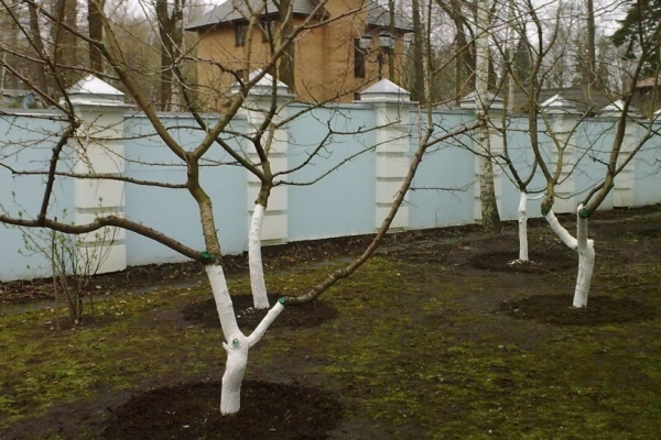 После посадки нужно тщательно подготовить черешню к зиме, ствол следует обмотать мешковиной