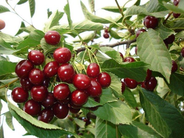 Сорт вишни Алтайская ласточка