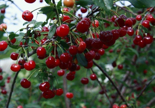 Вишня сорт Ашинская