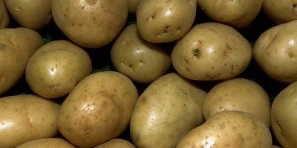 Картофель Пушкинец