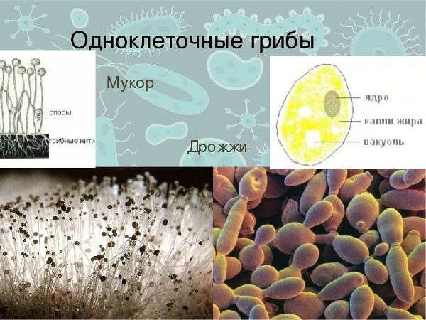 Одноклеточные грибы (дрожжи)