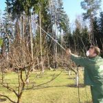 Опрыскивание бордоской жидкостью