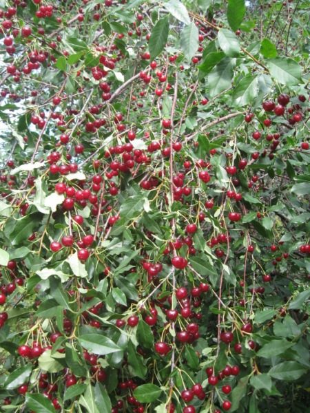 Вишня-кустарник Уральская рубиновая