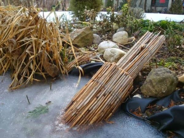 Камыш предотвратит намерзание толстого льда и даст рыбам кислород