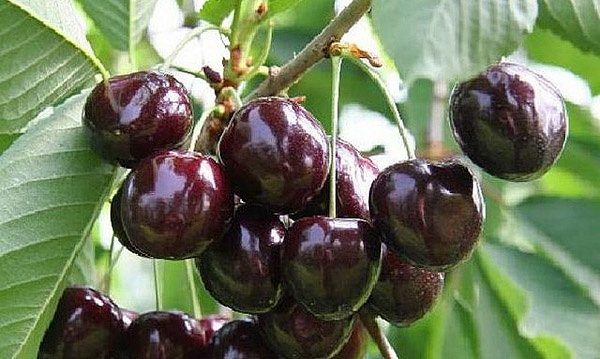 Сорт черешни Ипуть