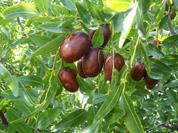 Унаби сорта Апшеронский