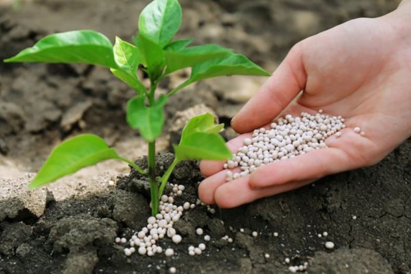 Чрезмерное использование азофоски чревато образованием нитратов