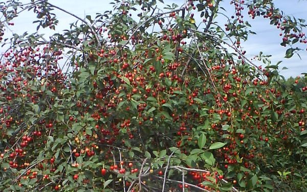 Кустовая самоплодная вишня сорт Молодежная