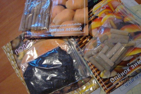 Мицелий опенка