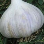 луковица рокамболя сорта Белый слон