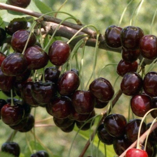 Черешня Ленинградская черная