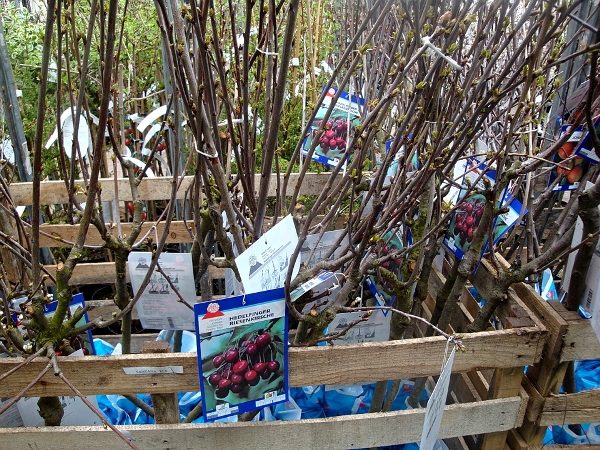 При выборе саженца черешни, обращайте внимание на место прививки