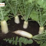 дайкон сорта Тцукуши спринг кросс