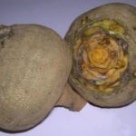 Сорт брюквы Детская любовь