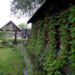 Выращивание фасоли около стены строения