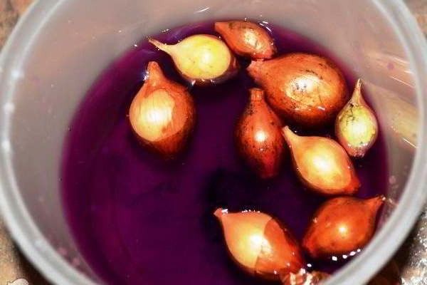 Замачивание севка в марганцовке