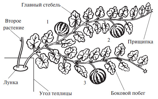 Формирование арбузов в два ствола