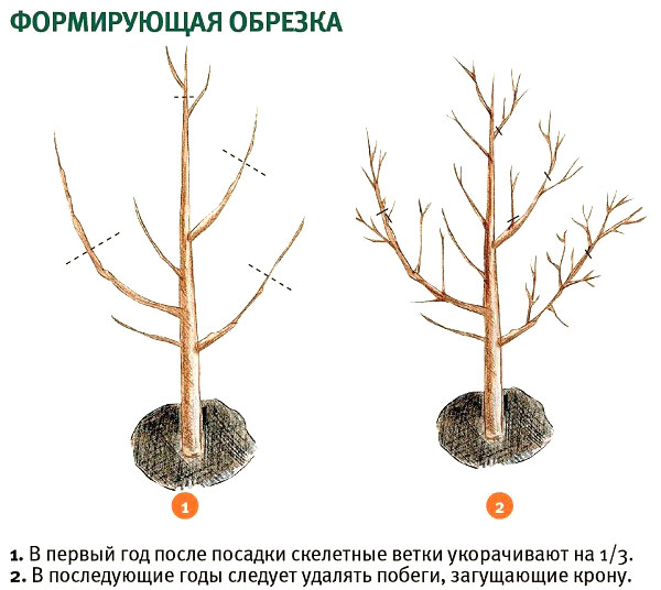 формирование кроны