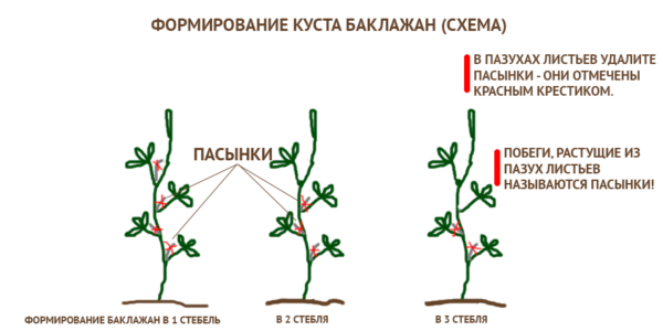 Схема формирования куста баклажана