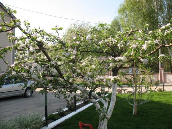 Чашевидная крона яблони