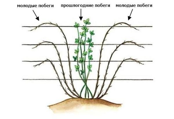 Схема формирования прямостоячего куста ежевики
