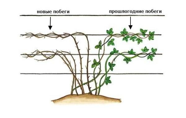 Схема формирования куста ежевики стелющихся сортов