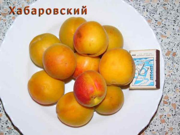 Абрикос сорта Хабаровский
